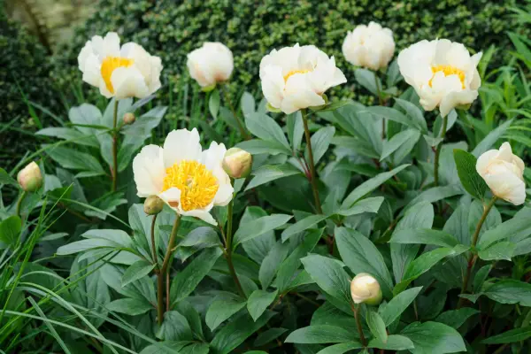 Paeonia '달의 빛'