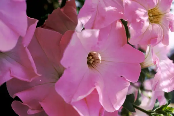 Petunia 'fanfare appleblossom'
