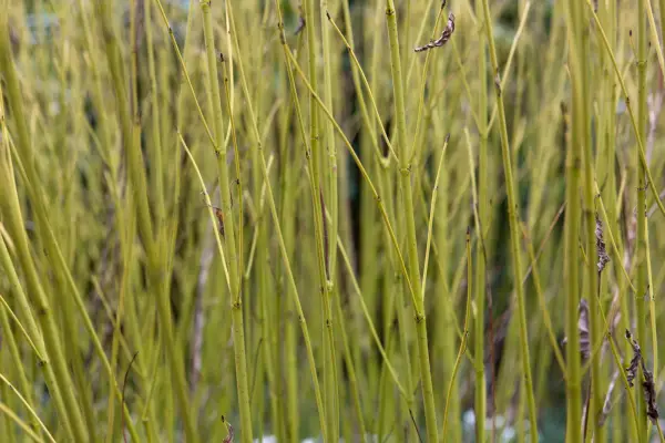 2048x1365-Plants-with-colourful-stems-LI2966844