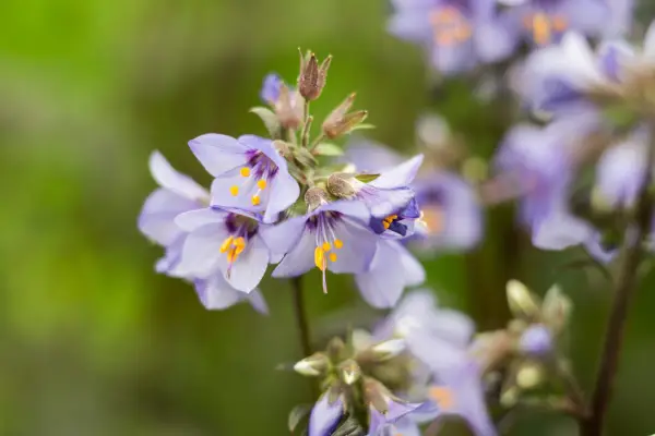 Polemonium yezoense 'chuva roxa'
