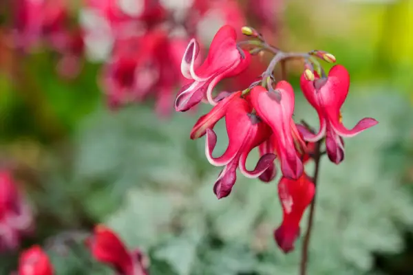 Heart-shaped red flowers and grey-green foliage of Lamprocapnos 