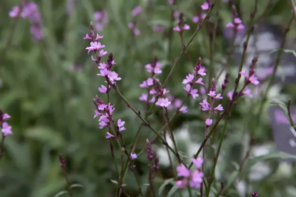 Verbena officinalis var. grandiflora 