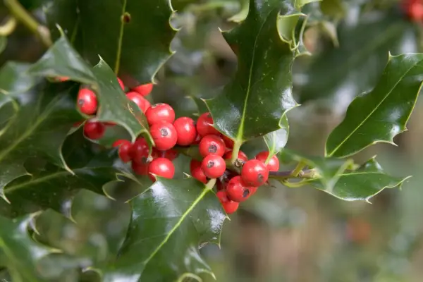 Holly berries and leaves