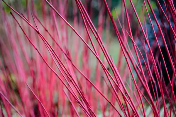 Dogwood stems