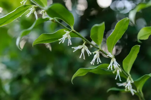 Sarcococca confusa