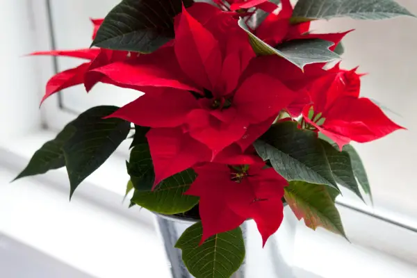 Poinsettia plant