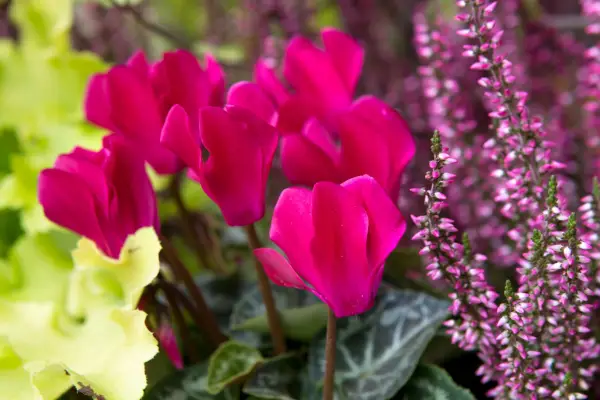 Cyclamen persicum