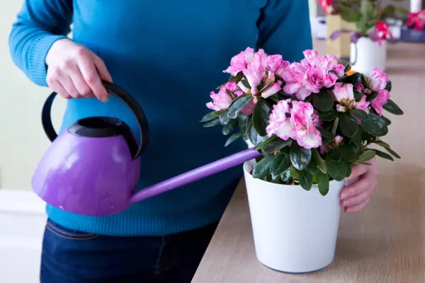 Watering a pot-grown azalea in a pot