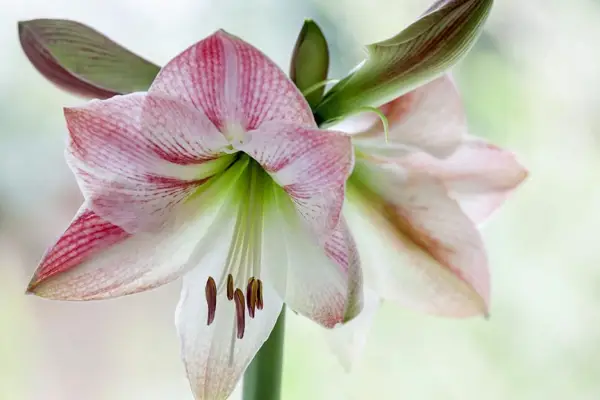Pink amaryllis flower