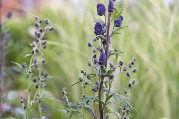Aconitum cepa 'Newry Blue'