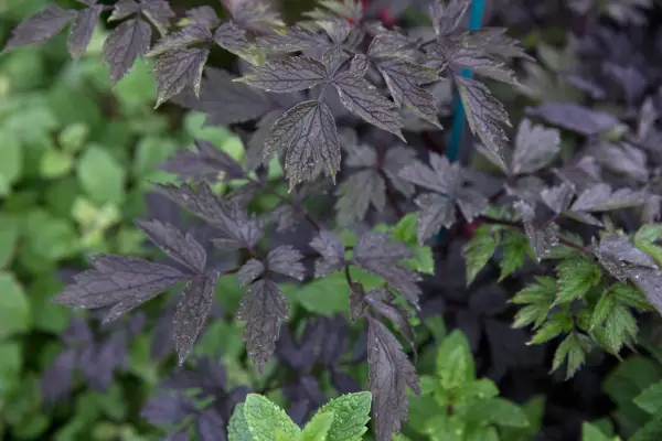 Actaea simplex (Atropurpurea Group) 