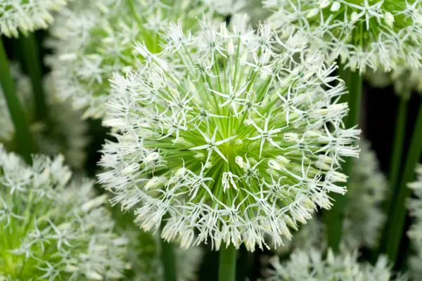 Allium 'Emperatriz White'