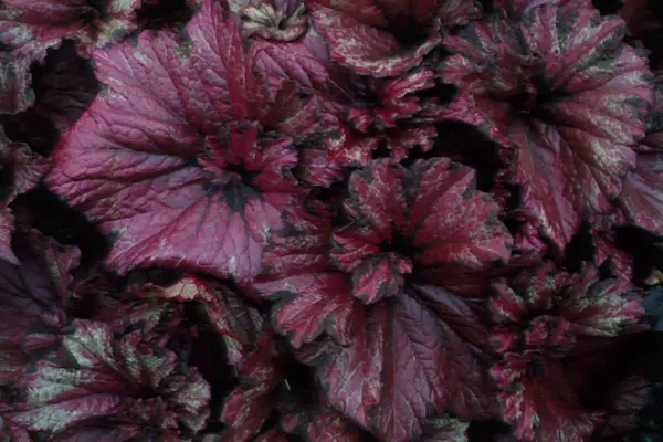 Begonia rex 'Raspberry Swirl'