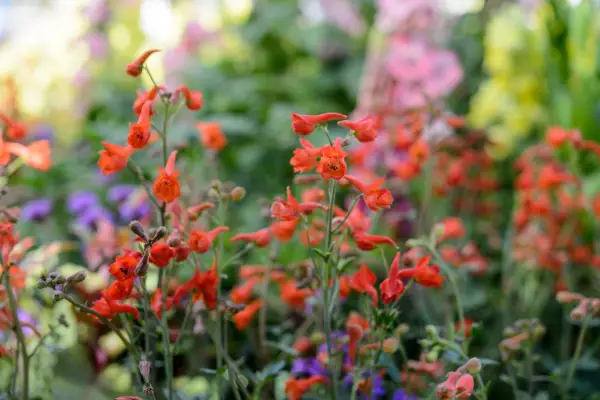 Delphinium nudicauule „Redcap”