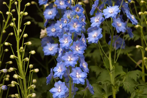 Delphinium 'Cristella'