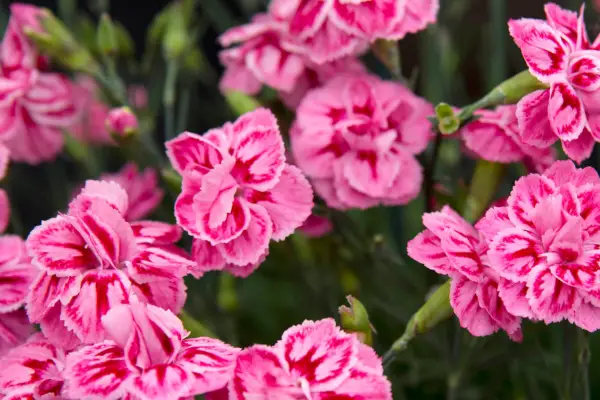 Dianthus 'estallar estrella'
