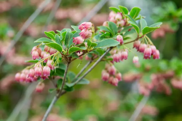 Enkianthus campanulatus „Victoria”