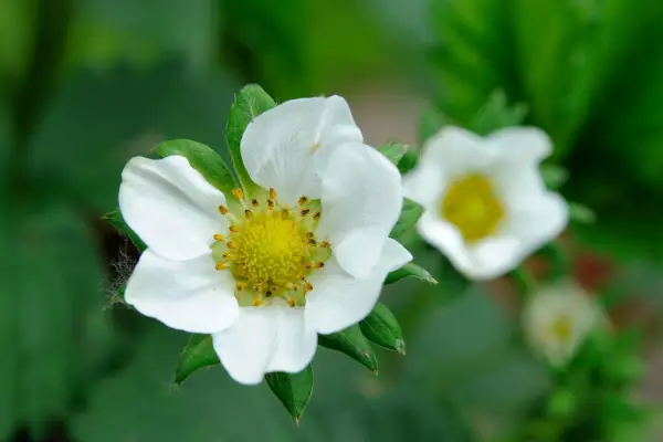 Fragaria x Ananassa '저항 할 수없는'
