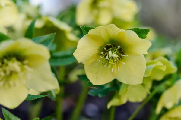 Helleborus x Hybridus 'Single Primrose Shades'