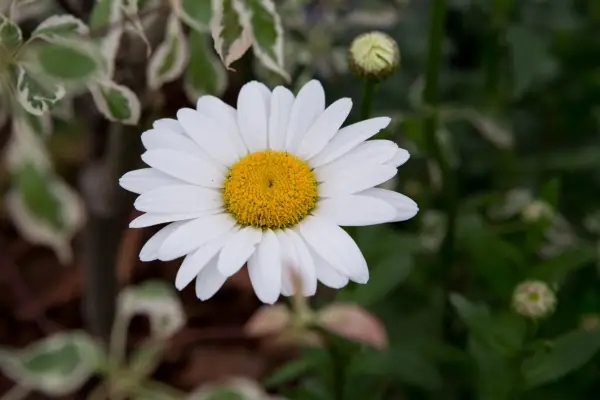 Leucanthemum 10 stolt 'Becky'