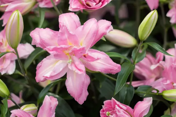 Lily 'doble sorpresa'