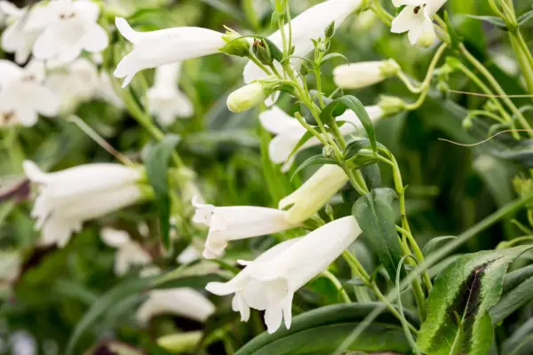 Penstemon Hartwegii 'Albus'