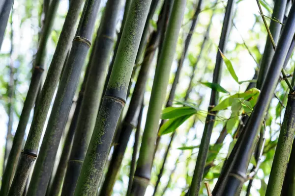 Bamboo, Phyllostachys nigra