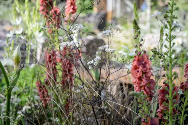 Pflanzenkombinationen für die Frühlingsfarbe