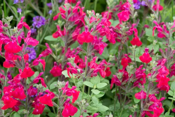 Salvia 'Heatwave Blaze'