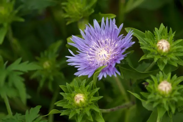 Stokesia Laevis 'Klaus Jelitto'