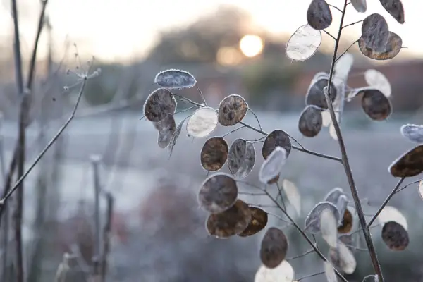 Honesty seedheads in winter