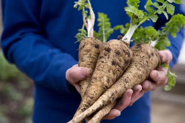 Harvested parsnips