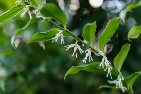 Sarcococca confusa