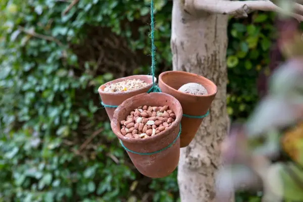 Food for birds