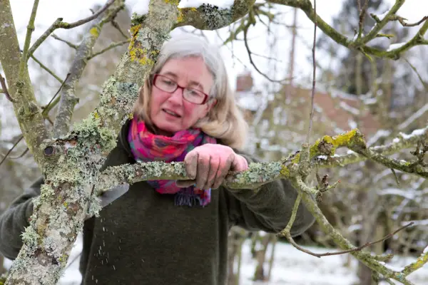Pruning a fruit tree