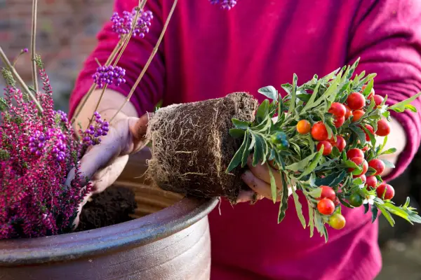 冬にあなたの庭を楽しむ方法