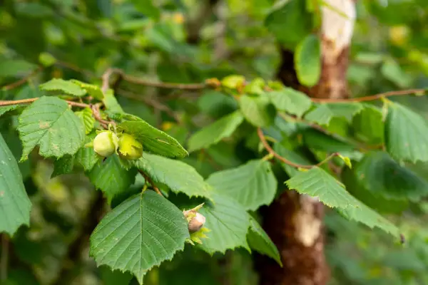2048x1365_SEO_Corylus_GettyImages-1646065044
