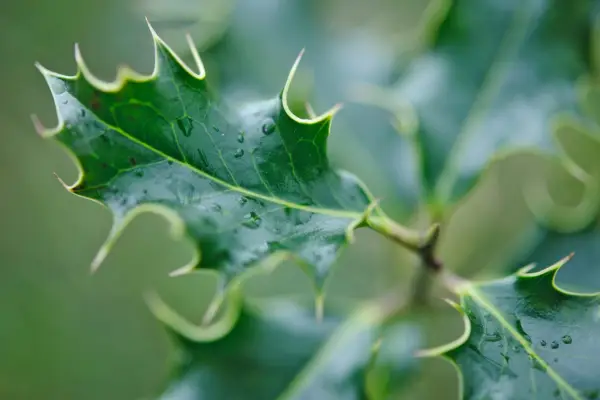 2048x1365_BritishTrees_SEO_LI2911741@Lucy_Hall_010410_