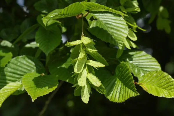 2048x1365_SEO_Carpinus-betulus_GettyImages-1496581493