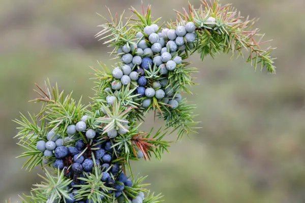 2048x1365_SEO_Juniperus_GettyImages-1189602249