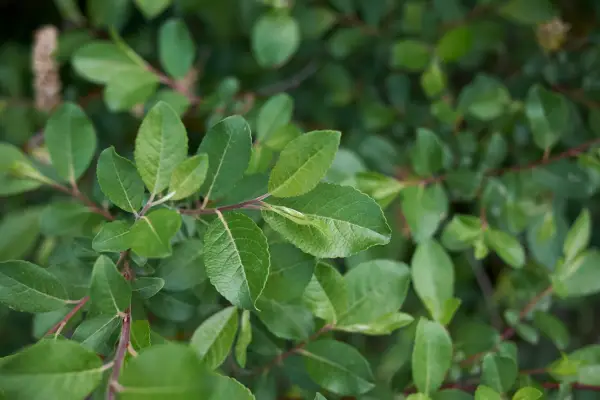 2048x1365_SEO_Salix-caprea_GettyImages-1219866000