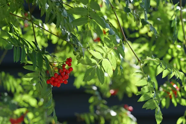 2048x1365_SEO_Rowan_GettyImages-1634253603 (1)