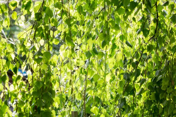 2048x1365_BritishTrees_SEO_GOTY-Competition-2017-Small-Caroline_Cassell_PDB_30_6_17_0588