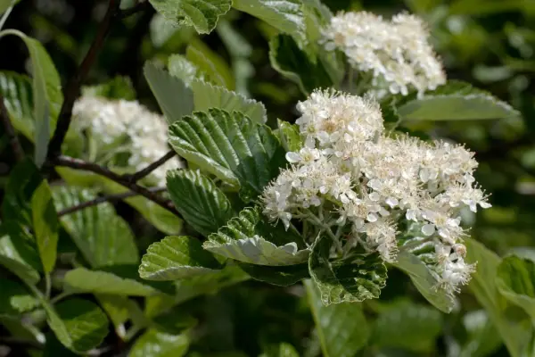 2048x1365-British-trees-SEO-GettyImages-1302611423