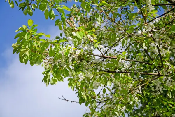 2048x1365_SEO_Prunus_GettyImages-1491244814