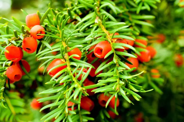 2048x1365_SEO_Taxus_GettyImages-1385999172