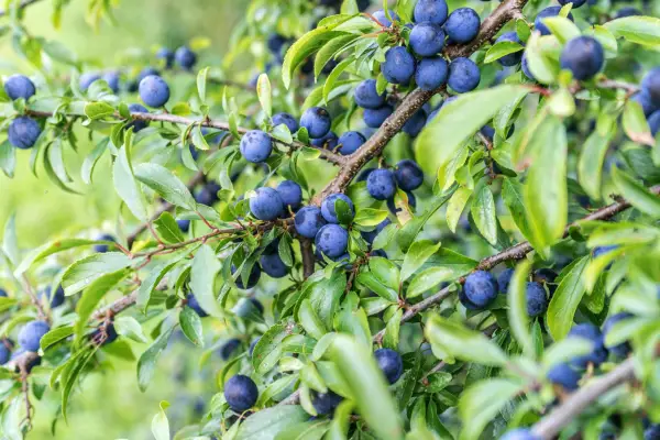 Blackthorn (Prunus spinosa) with sloes. Getty Images.