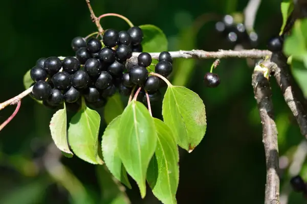 Buckthorn (Rhamnus catharticus)
