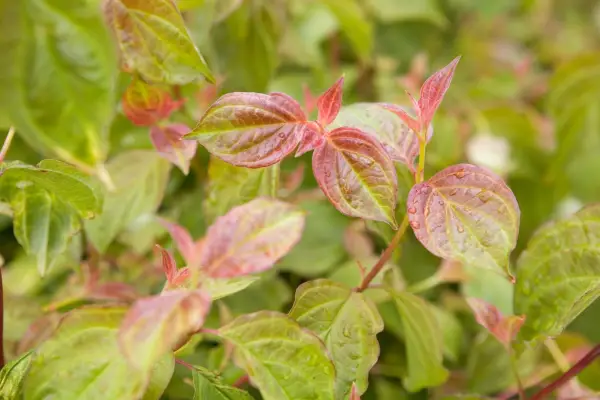 2048x1365_SEO_Cornus_LI1068524@Pruning_Matthew_W