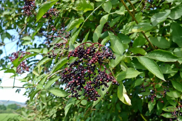 2048x1365_Sambucus_GettyImages-590211440